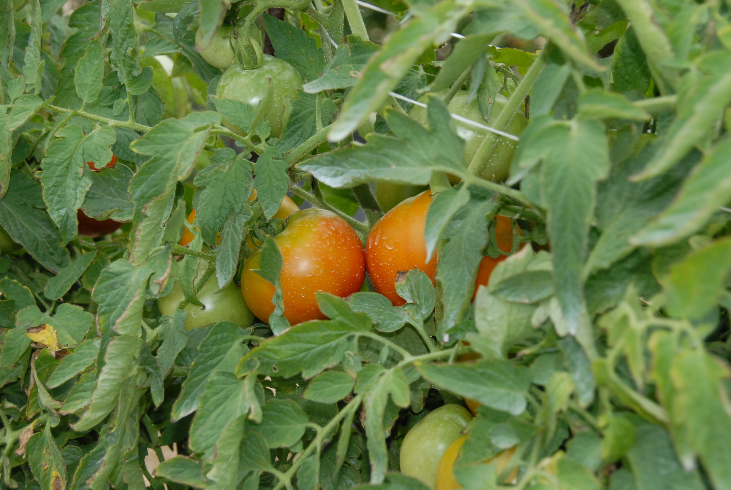 LSU AgCenter to host horticulture forum April 3 in Winnsboro  